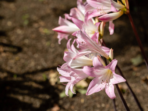 Amaryllis Belladonna flowers grown in a garden - Photo, Image