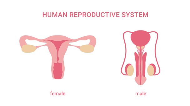Sistema reprodutivo humano. órgãos femininos e masculinos isolados sobre fundo branco. órgãos sexuais internos. Ilustração vetorial - Vetor, Imagem