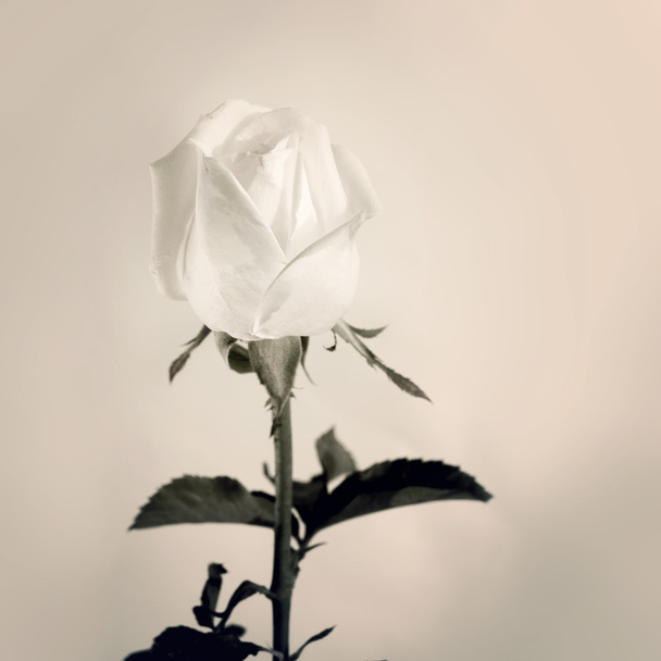 Rose bianche su dolore
 - Foto, immagini