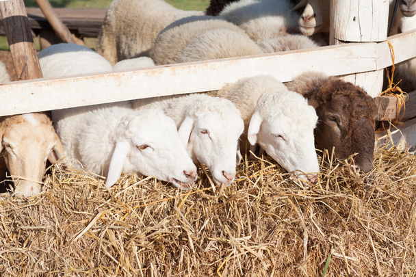 moutons se nourrissent dans la clôture sous la lumière du soleil
 - Photo, image