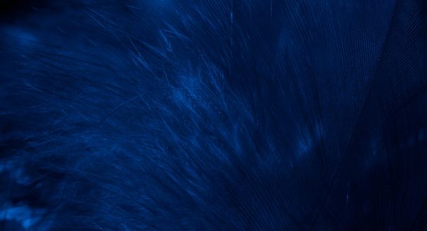 plumes de faucon bleu avec des détails visibles. fond ou texture - Photo, image