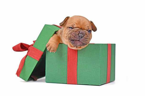 Funny red fawn French Bulldog puppy sitting in green Christmas gift box on white background - Фото, зображення