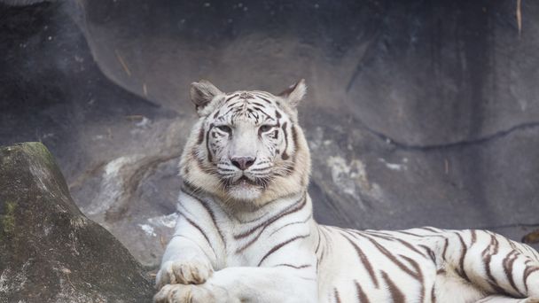 White Bengal Tiger lay down on the cliff - Photo, Image