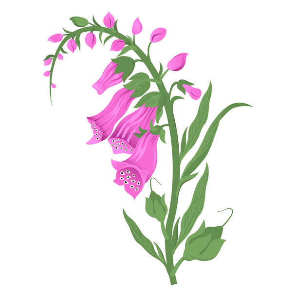 Foxglove fioletowy. Toksyczna roślina lecznicza. Zielona gałąź z różowymi kwiatami. Ilustracja wektora - Wektor, obraz