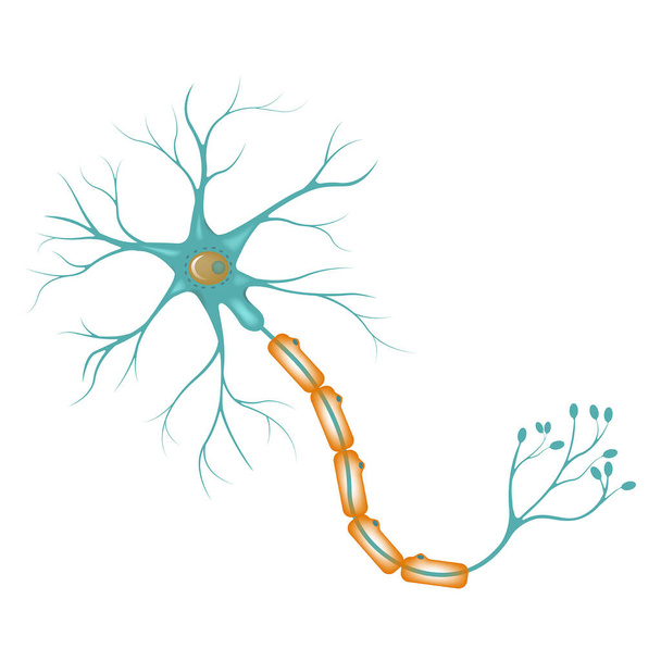 Nöron diyagramı, serebral korteks. Sinir hücresinin yapısı. Vektör illüstrasyonu - Vektör, Görsel