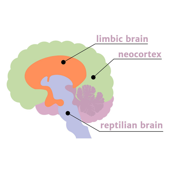 The Triune Brain Позначення структур з описом. Приклад вектора - Вектор, зображення