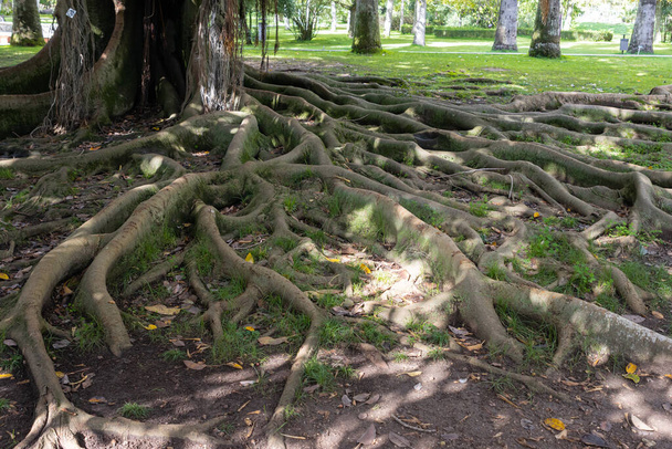 Moreton baai vijg - massieve wortels van een boom. Tussenschot - Foto, afbeelding