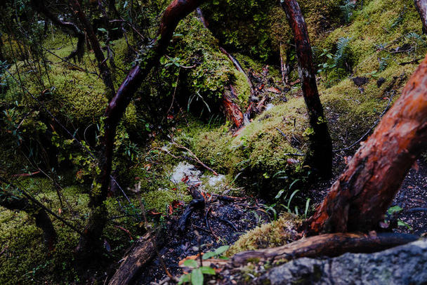 熱帯アンデスの中・高標高地域に自生する紙の木(ポリレピス) 。カハス国立公園、クエンカ、アズアイ州、エクアドルの高地. - 写真・画像