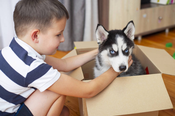 Kid gets out husky puppy from cardboard box at home. Child has birthday present. - Photo, Image