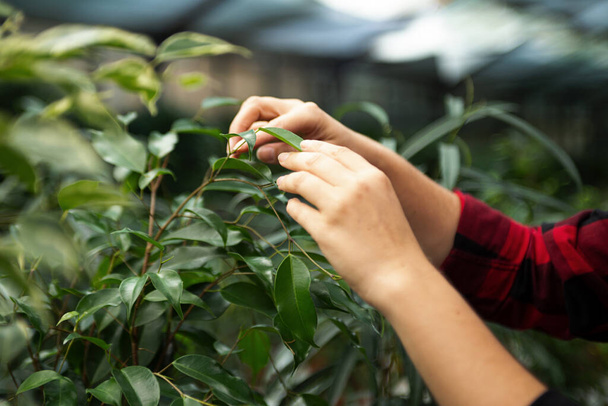 Anonymous woman hands care by ficus leaves in greenhouse. - Foto, imagen