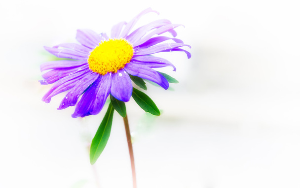 violet flower with withe background - Photo, Image