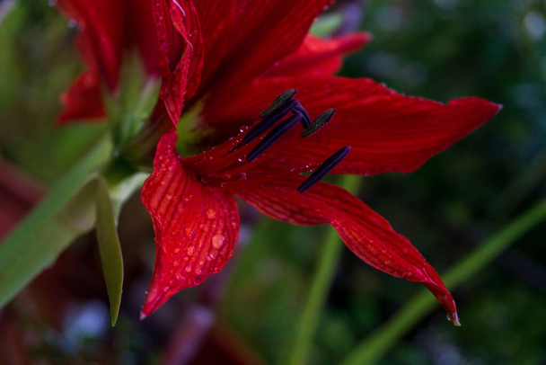 Huge bright red lily flower Amaryllis in the garden with water drops on the petals close up - Photo, Image