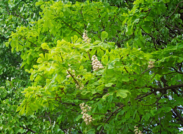 Blossoming chestnut tree in the spring. - Photo, Image