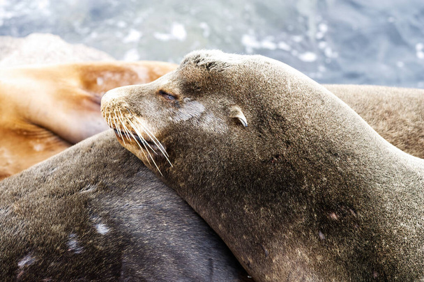 Tight Shot Of Sealion Resting Head On Body Eyes Closed Monterey Bay California - Fotó, kép
