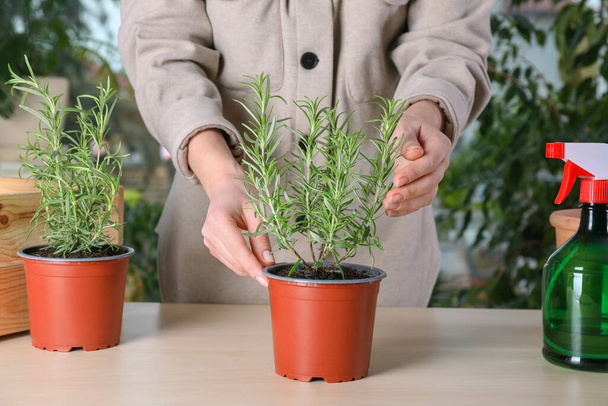 Woman taking care of aromatic potted rosemary indoors, closeup - Foto, Imagen