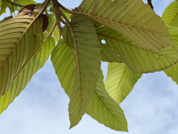 закрыть ветку дерева Euphorbia heterophydry зелеными листьями - Фото, изображение