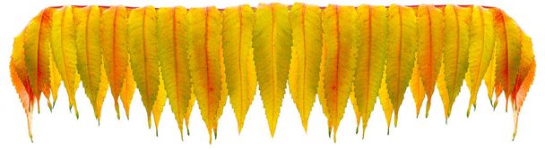 Panorama of yellow pointed autumn leaves isolated - Photo, Image