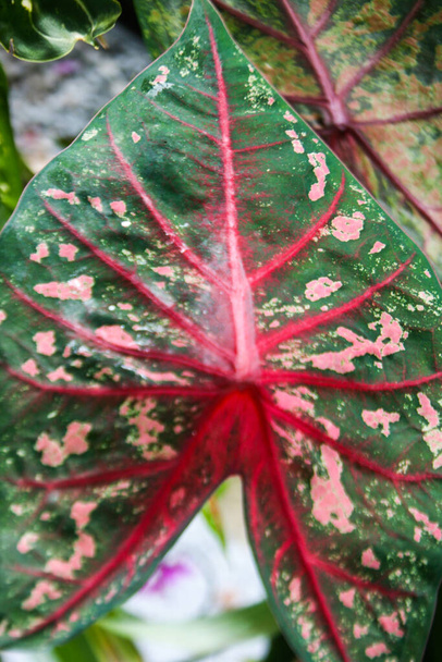 Рожевий листок Таїланду. - Фото, зображення
