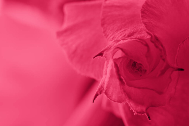Absztrakt háttér vörös rózsabimbóval. Viva Magenta virág közelkép. Természetes háttér színe az év 2023 - Fotó, kép