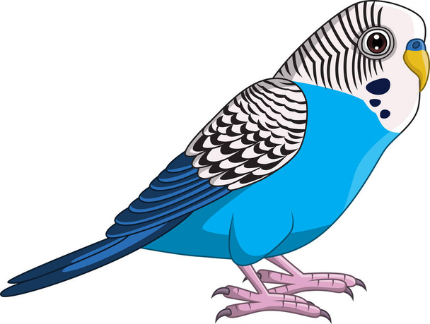 Εικονογράφηση διάνυσμα του Cartoon Blue Budgie Parakeet σε λευκό φόντο - Διάνυσμα, εικόνα