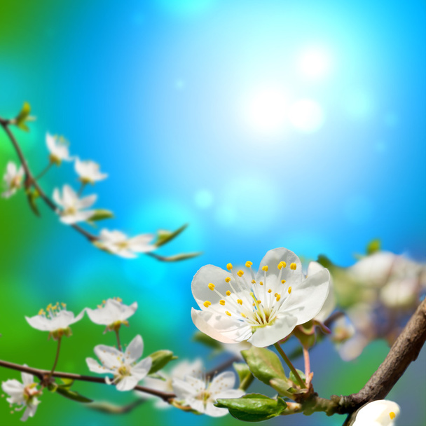 Цветение яблони
 - Фото, изображение