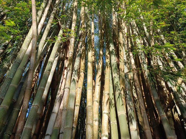 bela floresta de bambu na primavera - Foto, Imagem