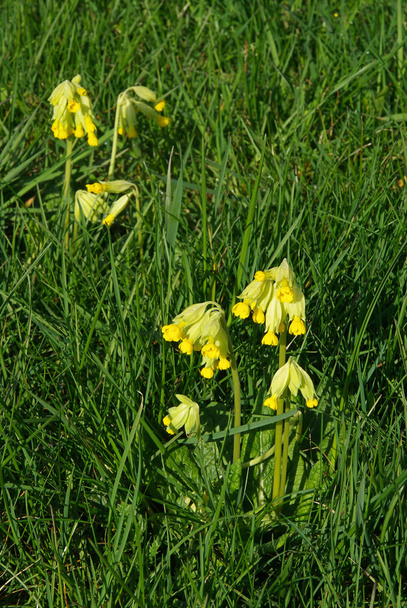 Virágok sárga cowslip - Fotó, kép