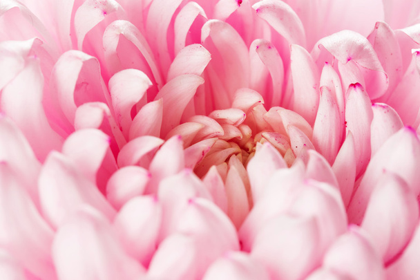 Chrysanthemum - Φωτογραφία, εικόνα