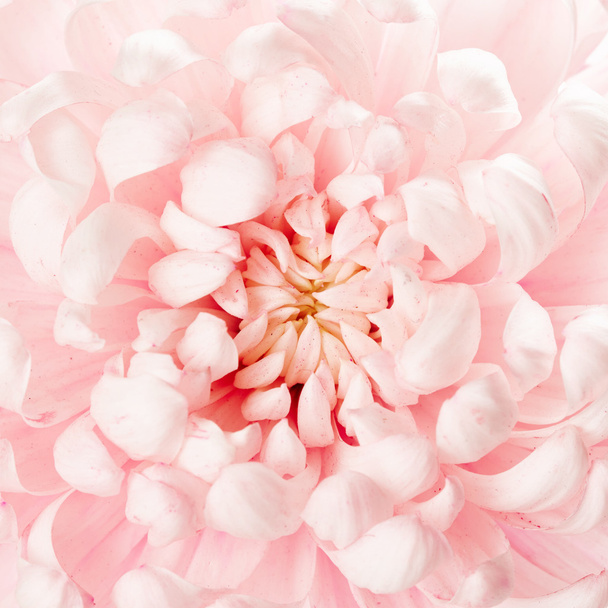bela flor rosa - Foto, Imagem