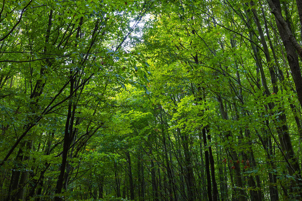 Green trees in a forest. Lush forest background. Carbon net zero concept. Earth Day concept. - Foto, Bild