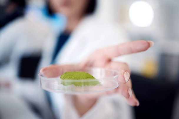 Scienza, ricerca e campione di foglie in capsule di Petri, zoom mano scienziato con esperimento o studio per l'innovazione scientifica. Biologia, chimica e botanica con dottorato in analisi di laboratorio, natura e test - Foto, immagini