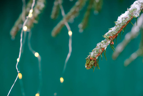 Παγωμένα κλαδιά χριστουγεννιάτικου δέντρου. Σκούρο τυρκουάζ χρώμα φόντο. Θολούρα Μπόκε. Ρηχό βάθος πεδίου. - Φωτογραφία, εικόνα
