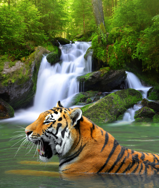 Tigre siberiano
 - Foto, Imagen