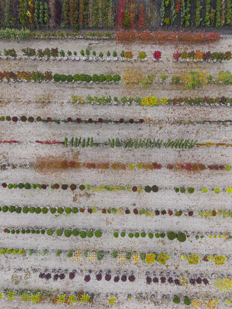 Widok z lotu ptaka na szkółkę drzew z żółtymi, czerwonymi i czerwonymi zielonymi roślinami, ułożone w rzędzie, jesienią. Rośliny w kolorach jesiennych, Alzacja, Francja, Europa - Zdjęcie, obraz