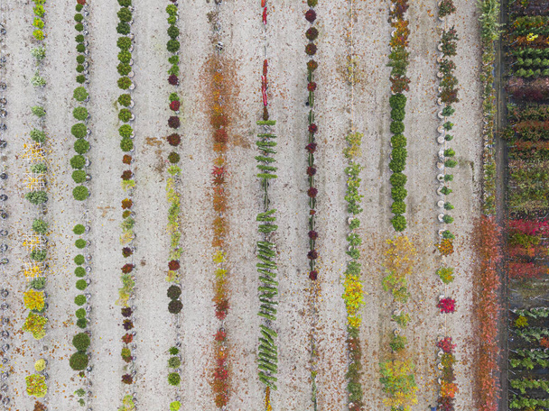 Вид с воздуха на питомник с желтыми, красными и красными зелеными растениями, расположенными в ряд, осенью. Растения осеннего цвета, Эльзас, Франция, Европа - Фото, изображение