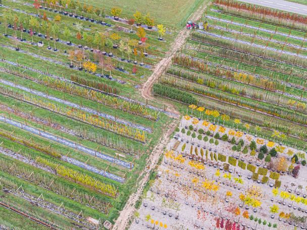 Luchtfoto van een boomkwekerij met gele, rode en rode groene planten, gerangschikt in een rij, tijdens de herfst. Planten in herfstkleuren, Elzas, Frankrijk, Europa - Foto, afbeelding