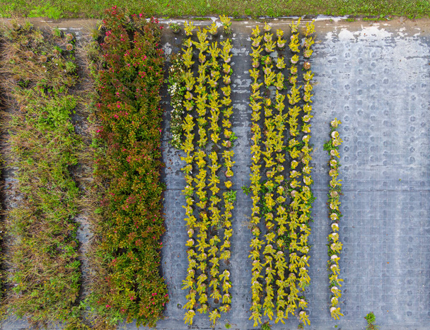 Luchtfoto van een boomkwekerij met gele, rode en rode groene planten, gerangschikt in een rij, tijdens de herfst. Planten in herfstkleuren, Elzas, Frankrijk, Europa - Foto, afbeelding