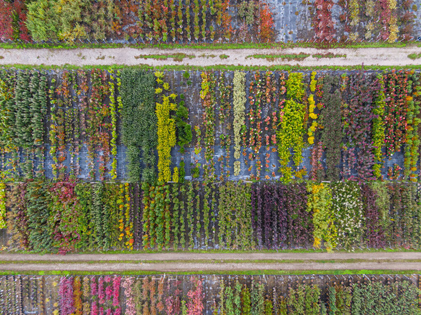 Αεροφωτογραφία φυτωρίου δέντρου με κίτρινα, κόκκινα και κόκκινα πράσινα φυτά, τοποθετημένα σε σειρά, κατά τη διάρκεια του φθινοπώρου. Φυτά σε φθινοπωρινά χρώματα, Αλσατία, Γαλλία, Ευρώπη - Φωτογραφία, εικόνα
