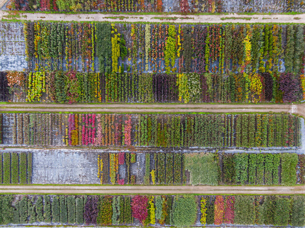 Letecký pohled na stromovou školku se žlutými, červenými a červenými zelenými rostlinami, uspořádanou v řadě, na podzim. Rostliny podzimních barev, Alsasko, Francie, Evropa - Fotografie, Obrázek