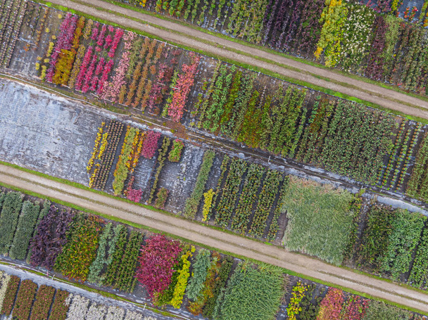 Vista aérea de un vivero de árboles con plantas verdes amarillas, rojas y rojas, dispuestas en fila, durante el otoño. Plantas en colores otoñales, Alsacia, Francia, Europa - Foto, imagen