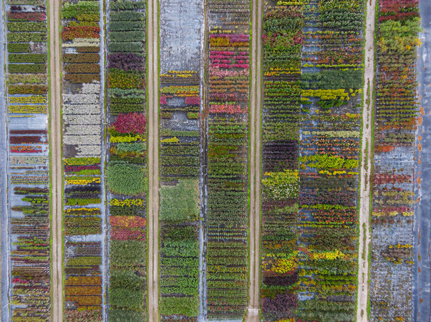 Vista aérea de un vivero de árboles con plantas verdes amarillas, rojas y rojas, dispuestas en fila, durante el otoño. Plantas en colores otoñales, Alsacia, Francia, Europa - Foto, Imagen
