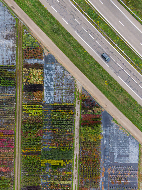Vista aérea de un vivero de árboles y plantas amarillos y rojos, alineados en fila, durante el otoño al lado de la autopista con un automóvil que pasa - Foto, imagen