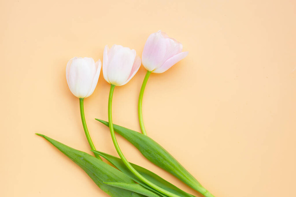 Белые розовые тюльпаны на фоне оранжевой пастели. - Фото, изображение