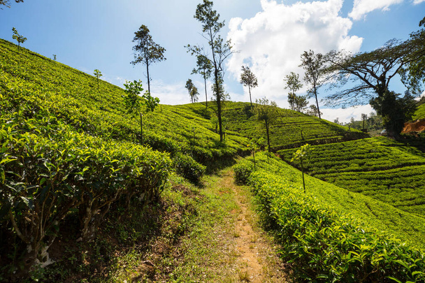 Green natural landscapes_tea plantation on Sri Lanka - Φωτογραφία, εικόνα