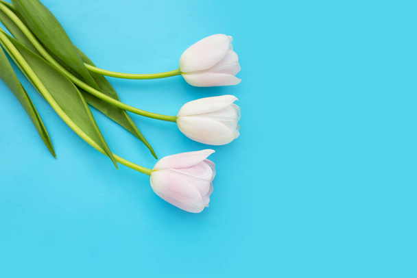 Weiße rosa Tulpen auf blauem Hintergrund. - Foto, Bild
