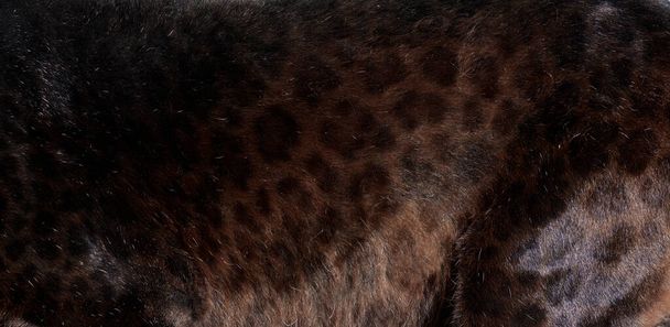 Close up of black spotted Leopard fur texture - Photo, Image