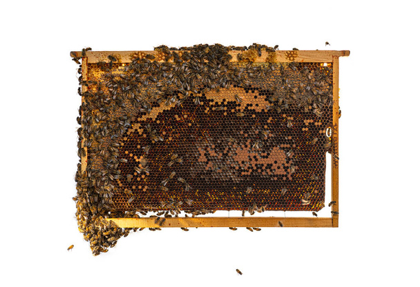Abelhas operárias comendo mel em uma moldura de colmeia cheia de favo de mel, isolada em um fundo branco. - Foto, Imagem