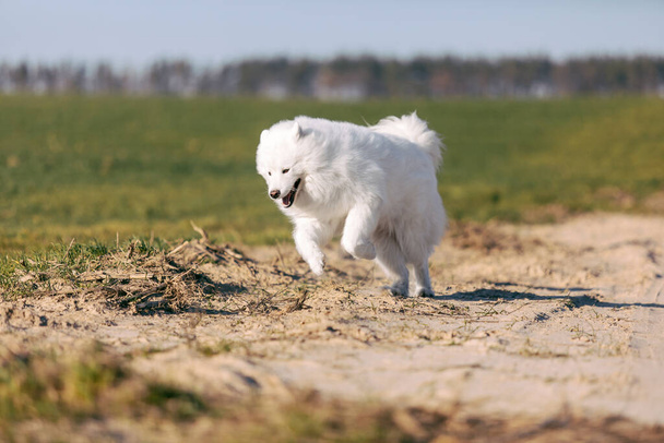 Samoyed dog running on the meadow. Fluffy pet. White furry dog on the field - Foto, imagen