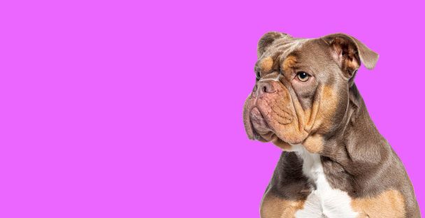 Снимок американской булли-собаки, смотрящей на фиолетовый фон  - Фото, изображение