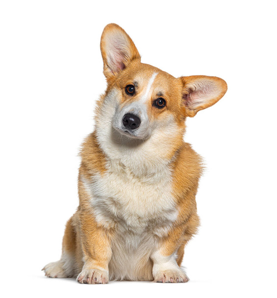 Welsh Corgi Pembroke facing and looking at he camera, isolated on white - Foto, Imagem